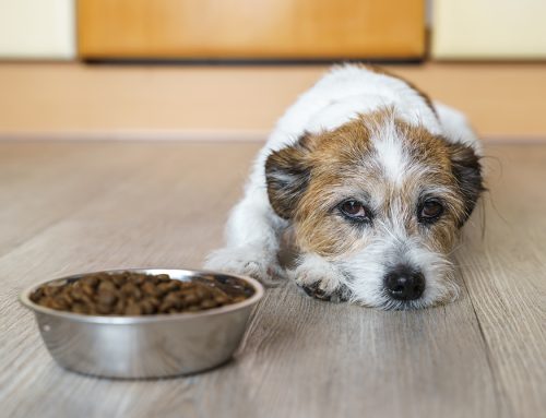 What to Consider Before Breeding Your Dog: A Responsible Pet Parent’s Guide