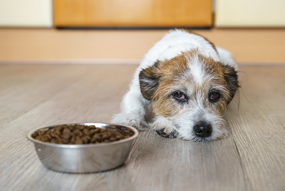 A small, white and brown dog with a scruffy coat lies on the floor with a sad expression. In front of the dog is a metal bowl filled with kibble. The background shows a wooden surface and the bottom of a piece of furniture.