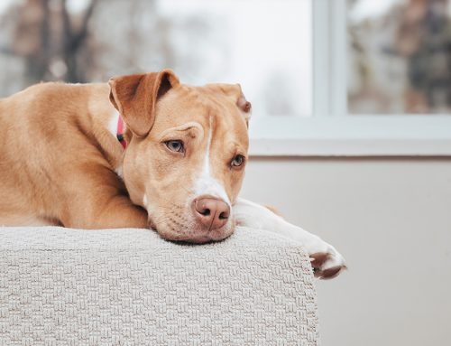 Why Is My Dog So Itchy? Common Causes and Solutions