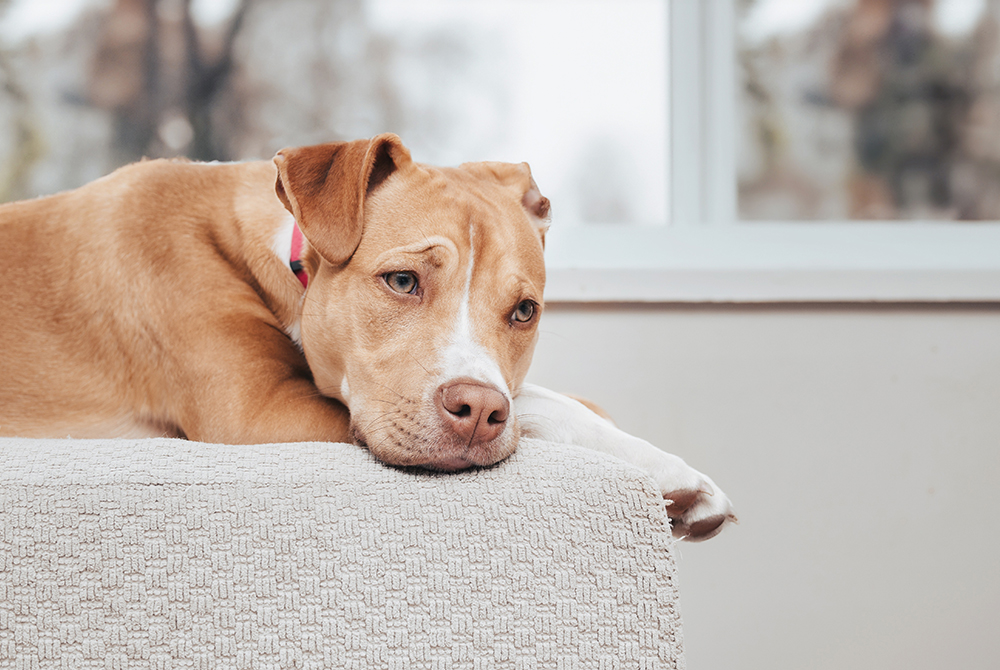 A light brown dog with a white snout and paws rests its head on a beige couch, gazing off to the side with a calm expression. A window with a blurred outdoor view is in the background. The dog is wearing a pink collar.