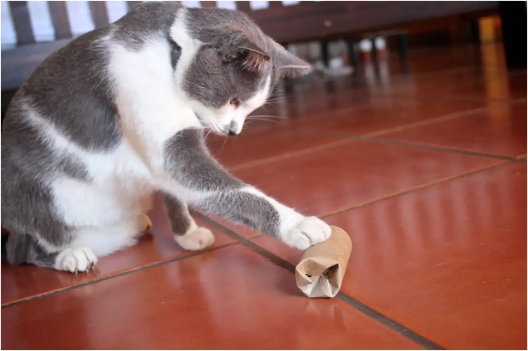 A cat plays with an enrichment toy.