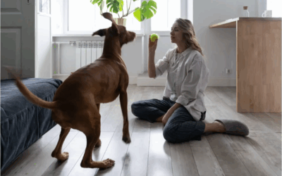 3 DIY Enrichment Toys Your Pet Will Love